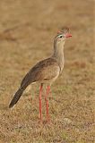 Red-legged Seriemaborder=